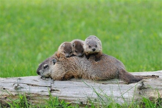 Cute groundhog image